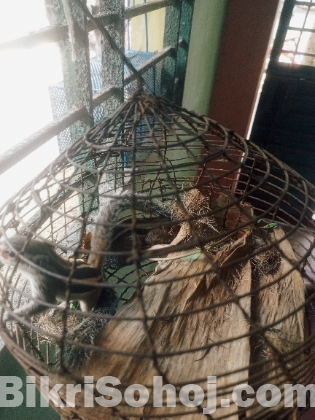 কাঠবিড়ালি